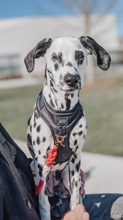 Dog Adjustable Harness - Baby Got Black