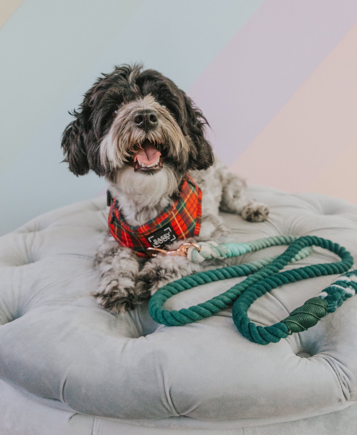 Dog Rope Leash - Hunter
