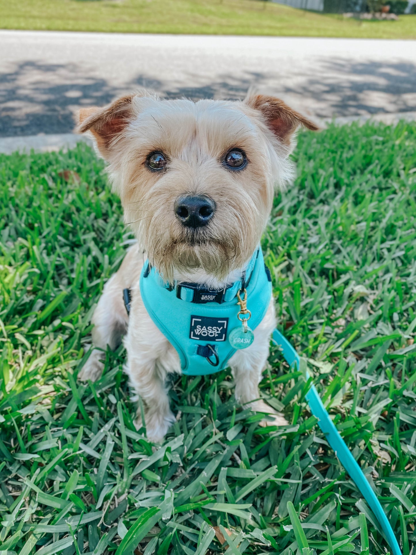 Dog Adjustable Harness - Neon Blue