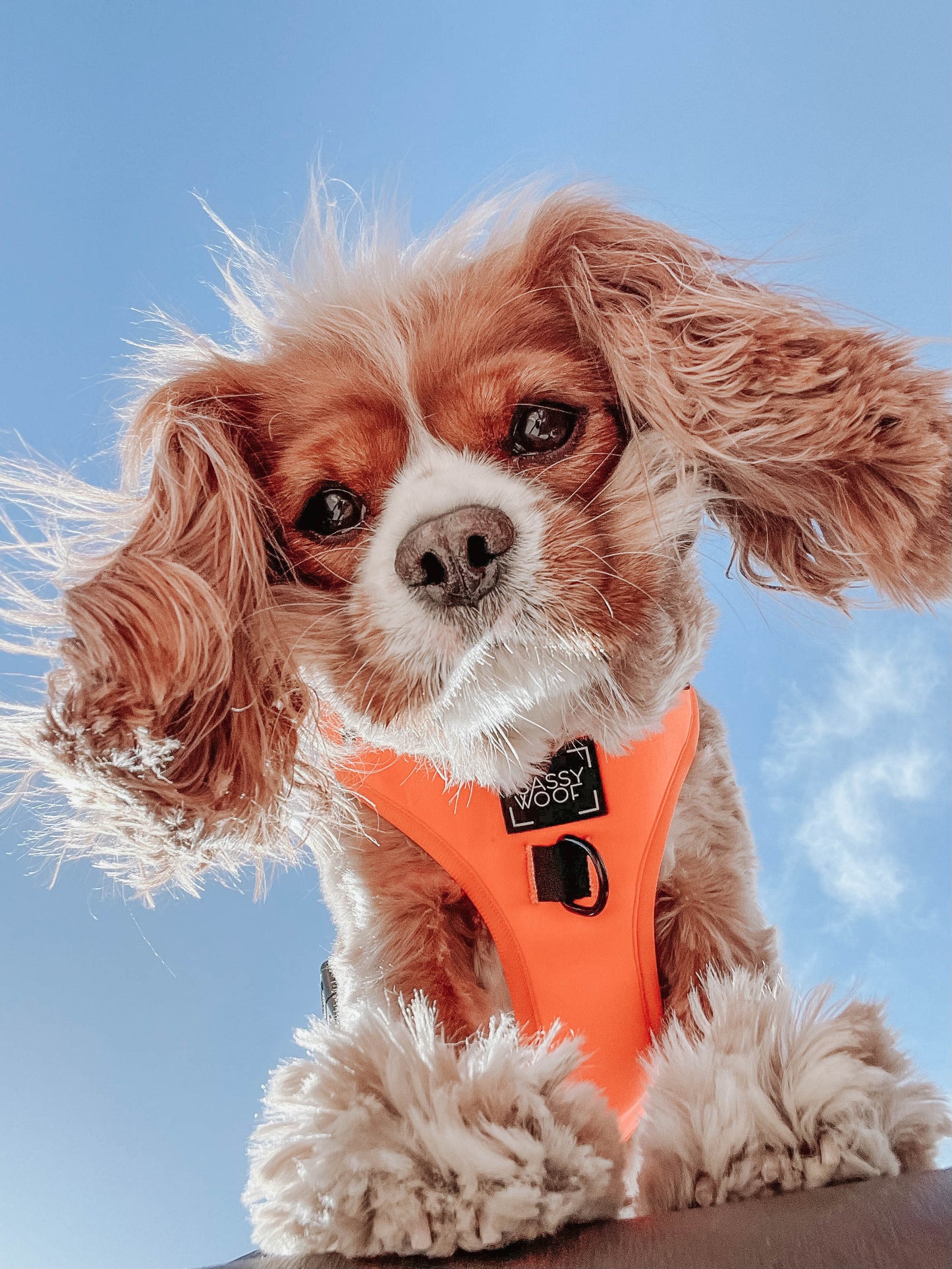 Dog Adjustable Harness - Neon Orange