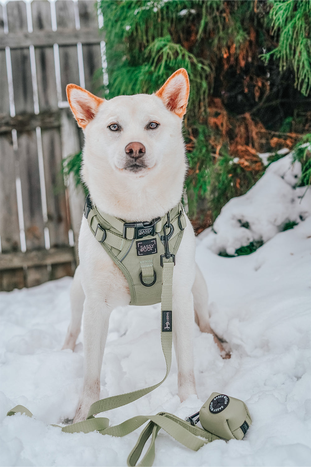 Dog Collar - Matcha