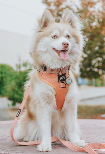 Dog Adjustable Harness - Apple Cider