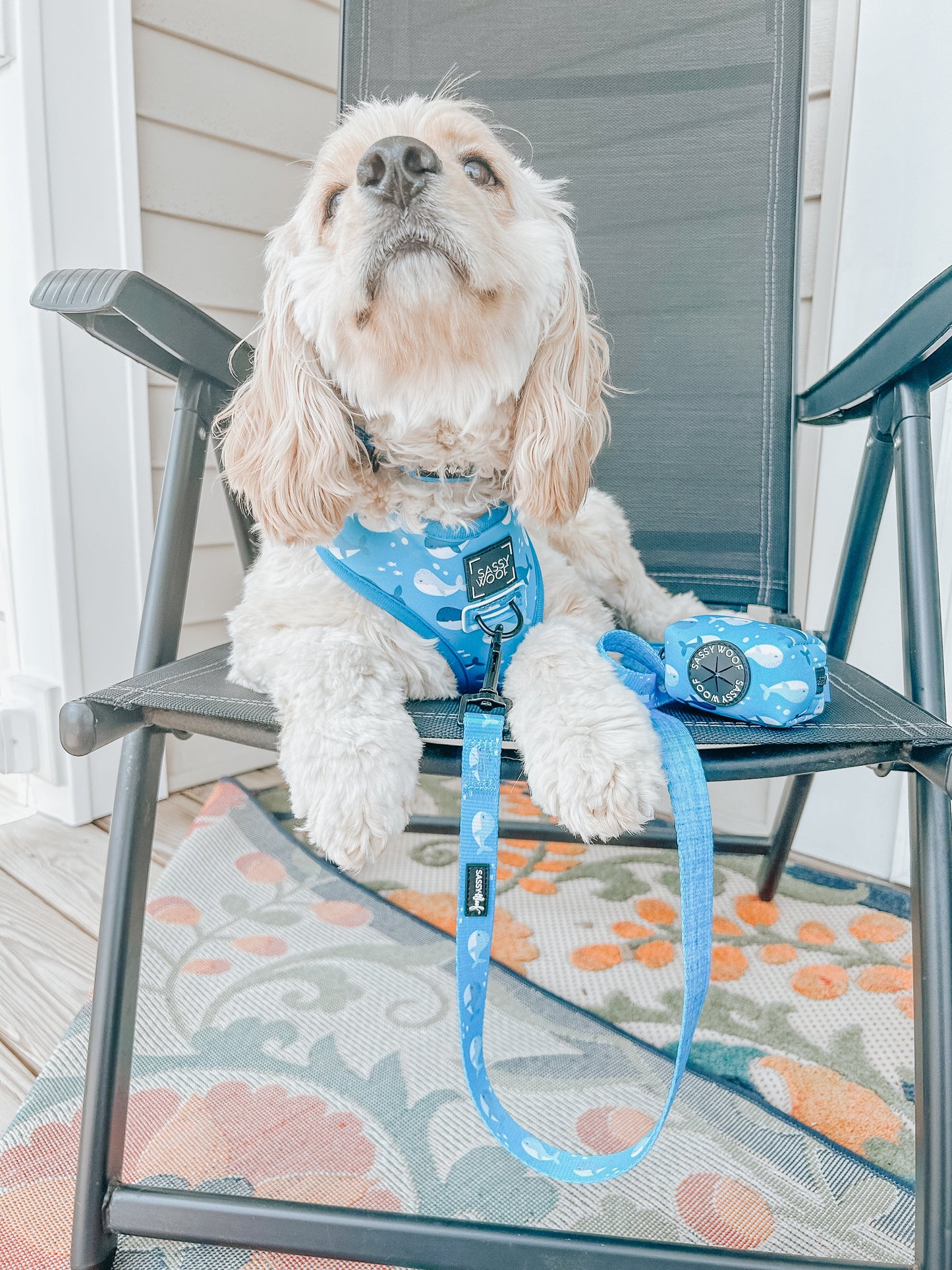 Dog Collar - Might as Whale