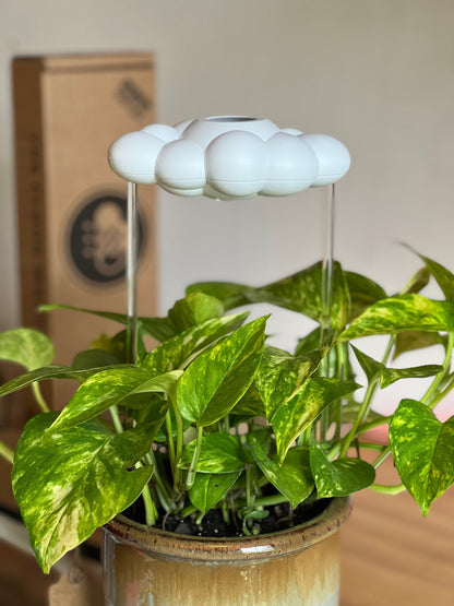 Original Dripping Rain Cloud