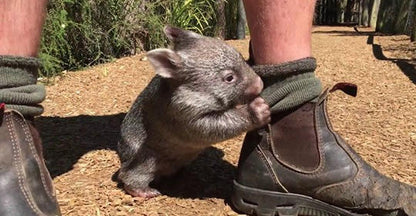 Koala Australia