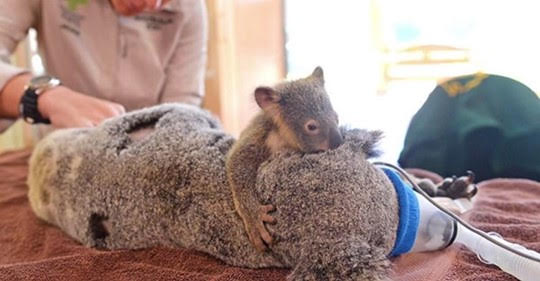Koala Australia