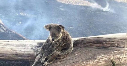 Koala Australia