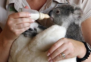 Koala Australia