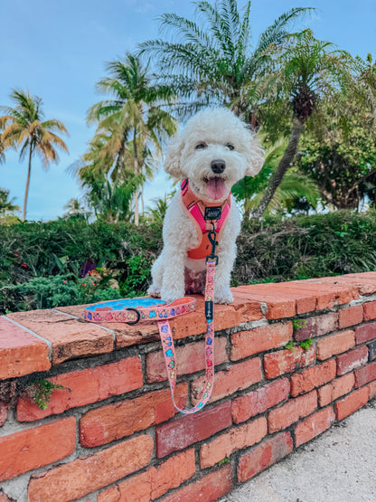 Dog Collar - Beach Bod