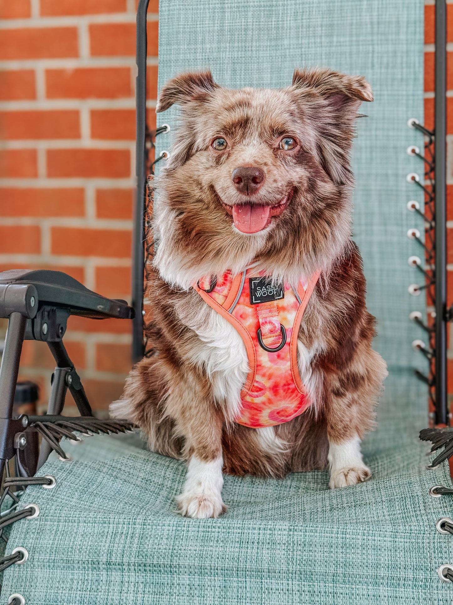 Dog Step-in Harness - Summer Sorbet