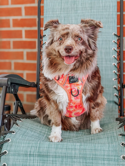 Dog Step-in Harness - Summer Sorbet