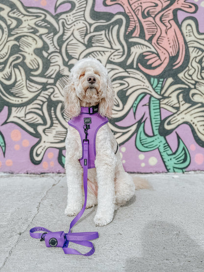 Dog Collar - Neon Purple