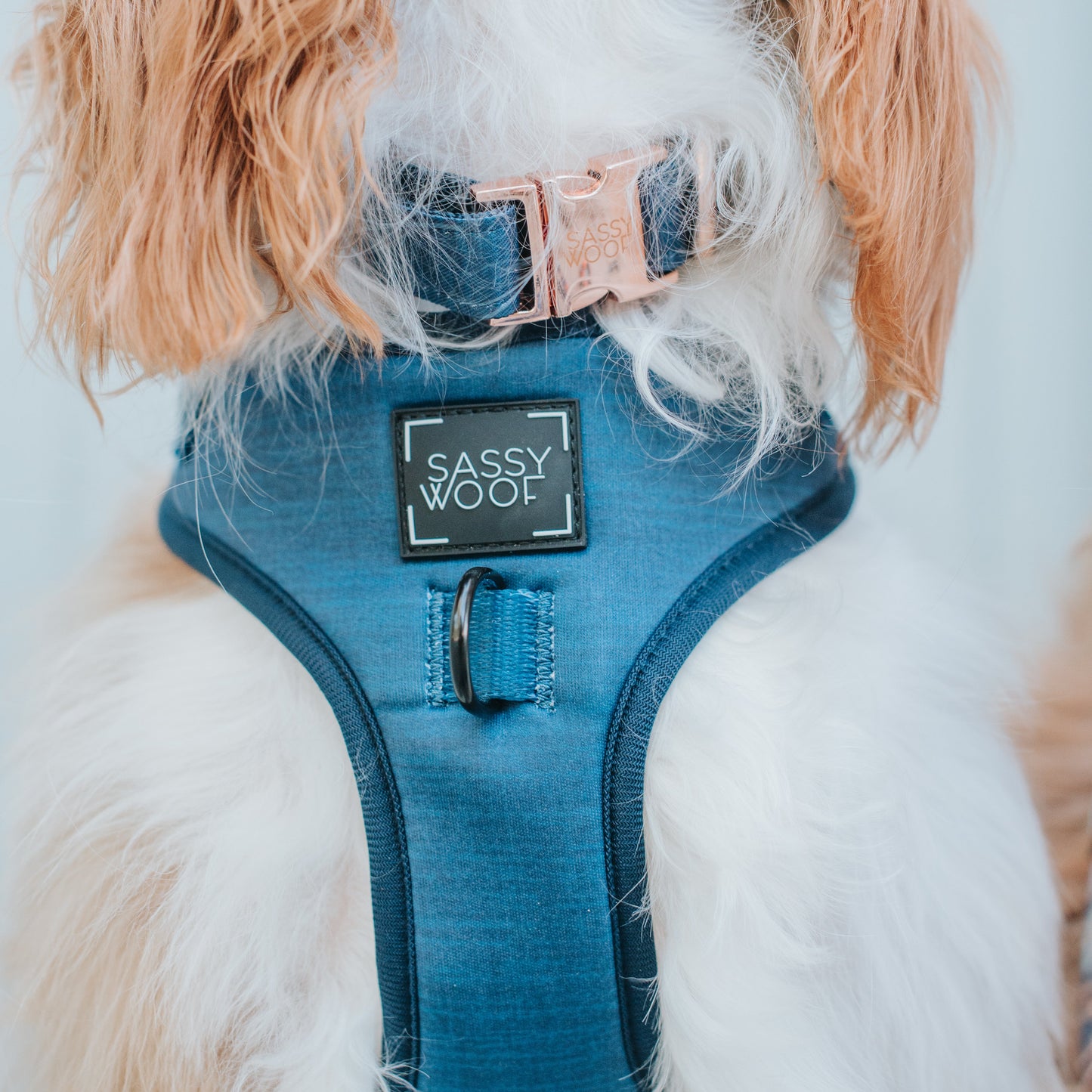 Dog Collar - Twilight