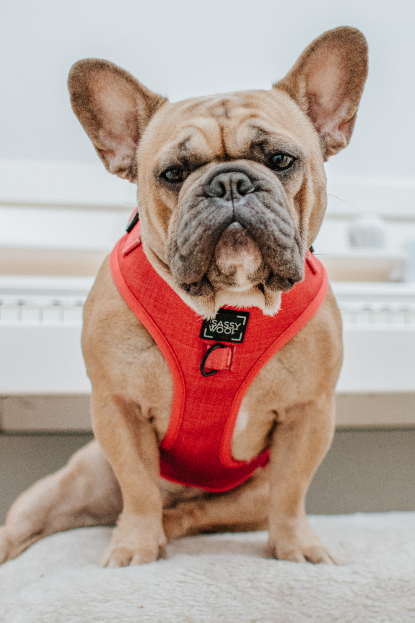 Dog Adjustable Harness - Merlot