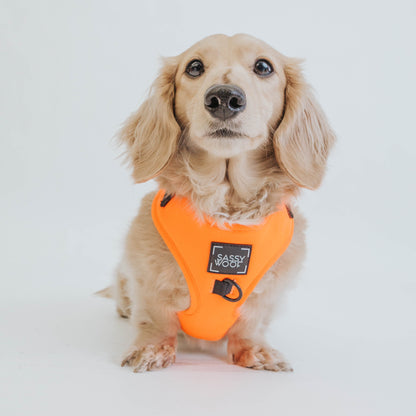 Dog Adjustable Harness - Neon Orange