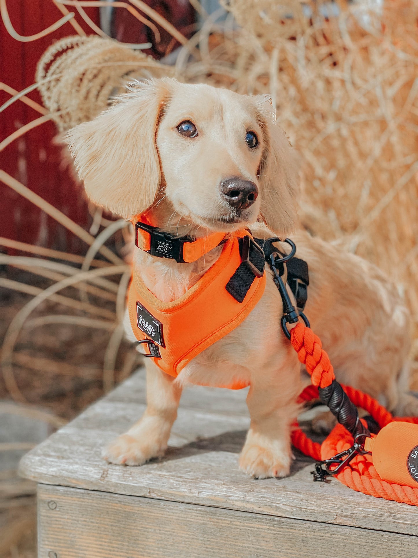 Dog Collar - Neon Orange