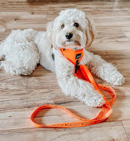 Dog Leash - Neon Orange