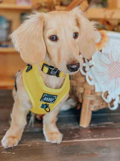 Dog Collar - Neon Yellow