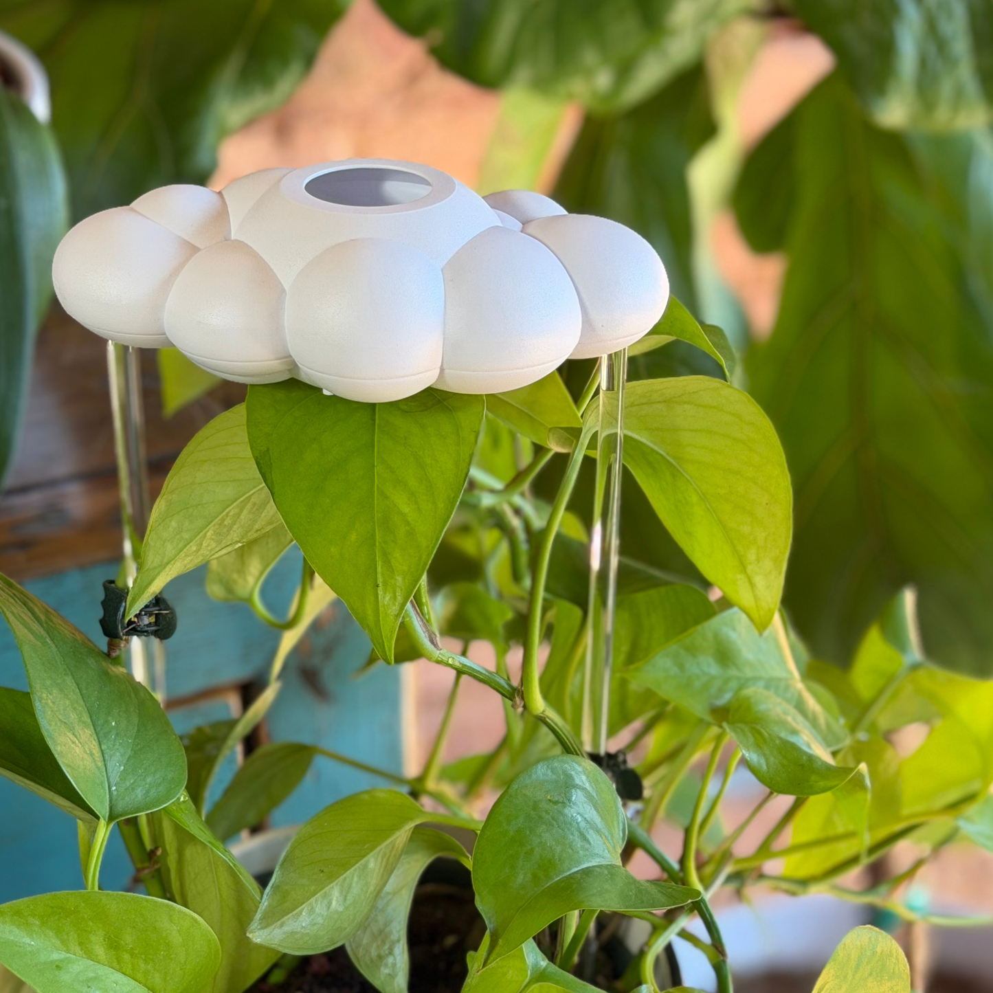 Original Dripping Rain Cloud