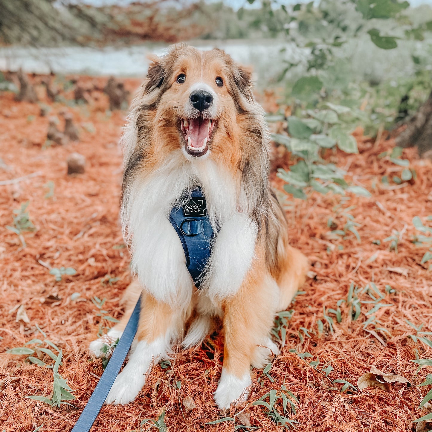 Dog Adjustable Harness - Twilight