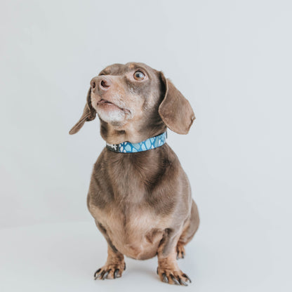 Dog Collar - Santorini