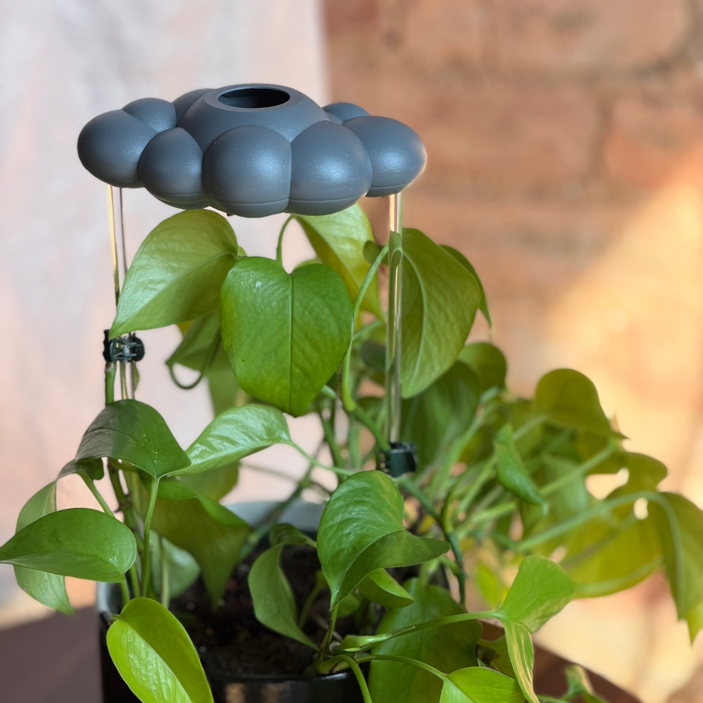 Stormy Dripping Rain Cloud