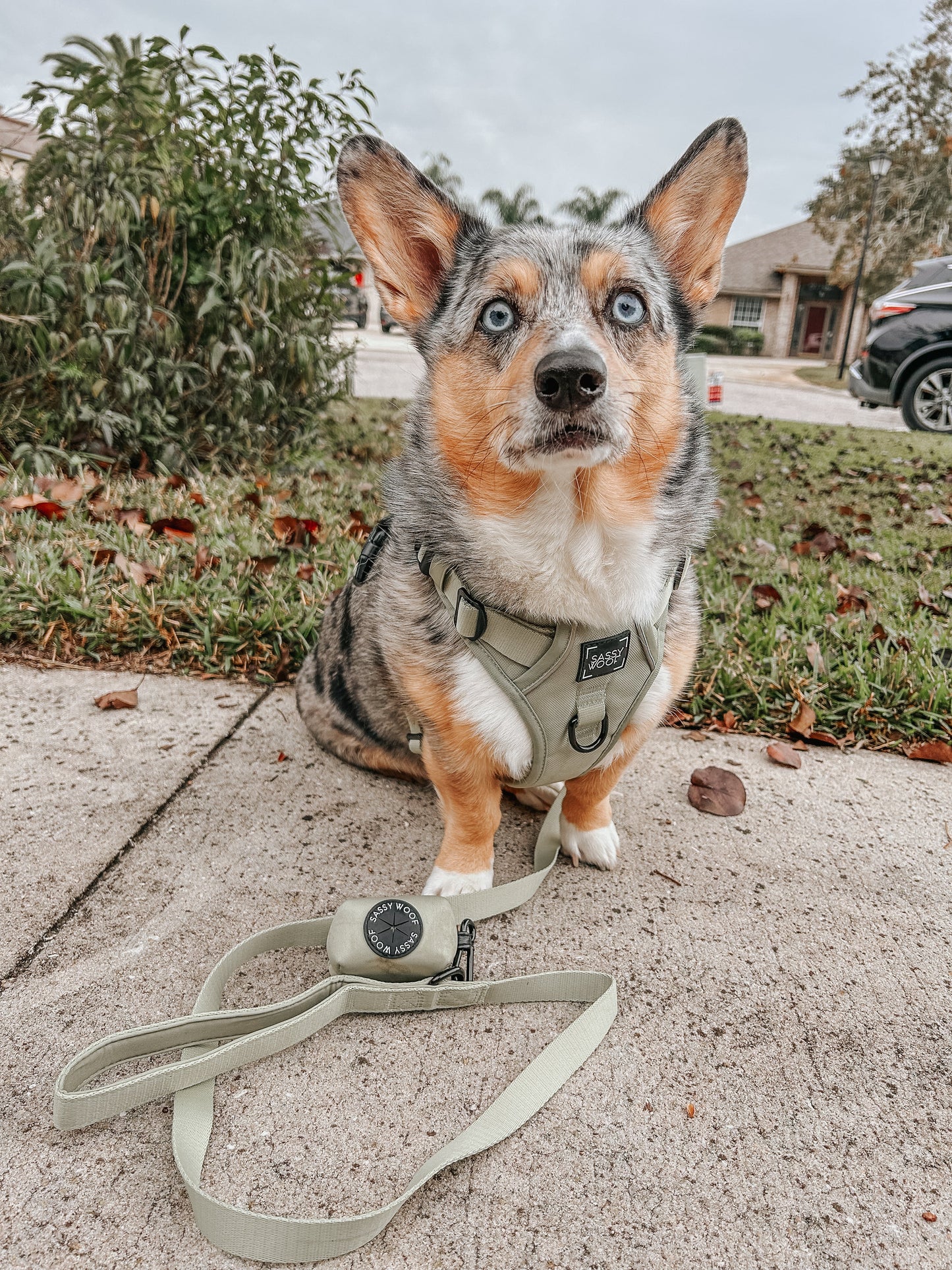 Dog Leash - Matcha