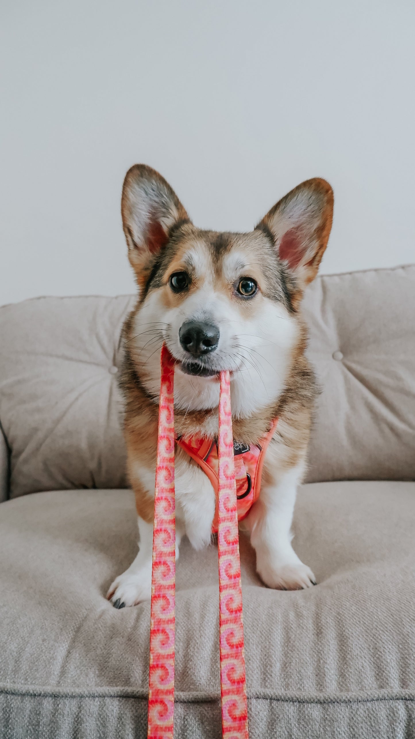Dog Leash - Summer Sorbet