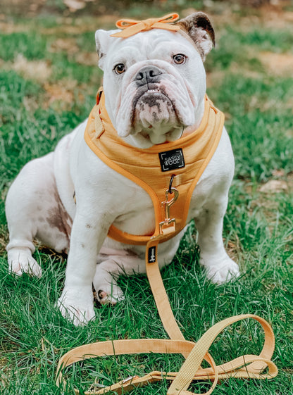 Dog Leash - Sunflower Fields