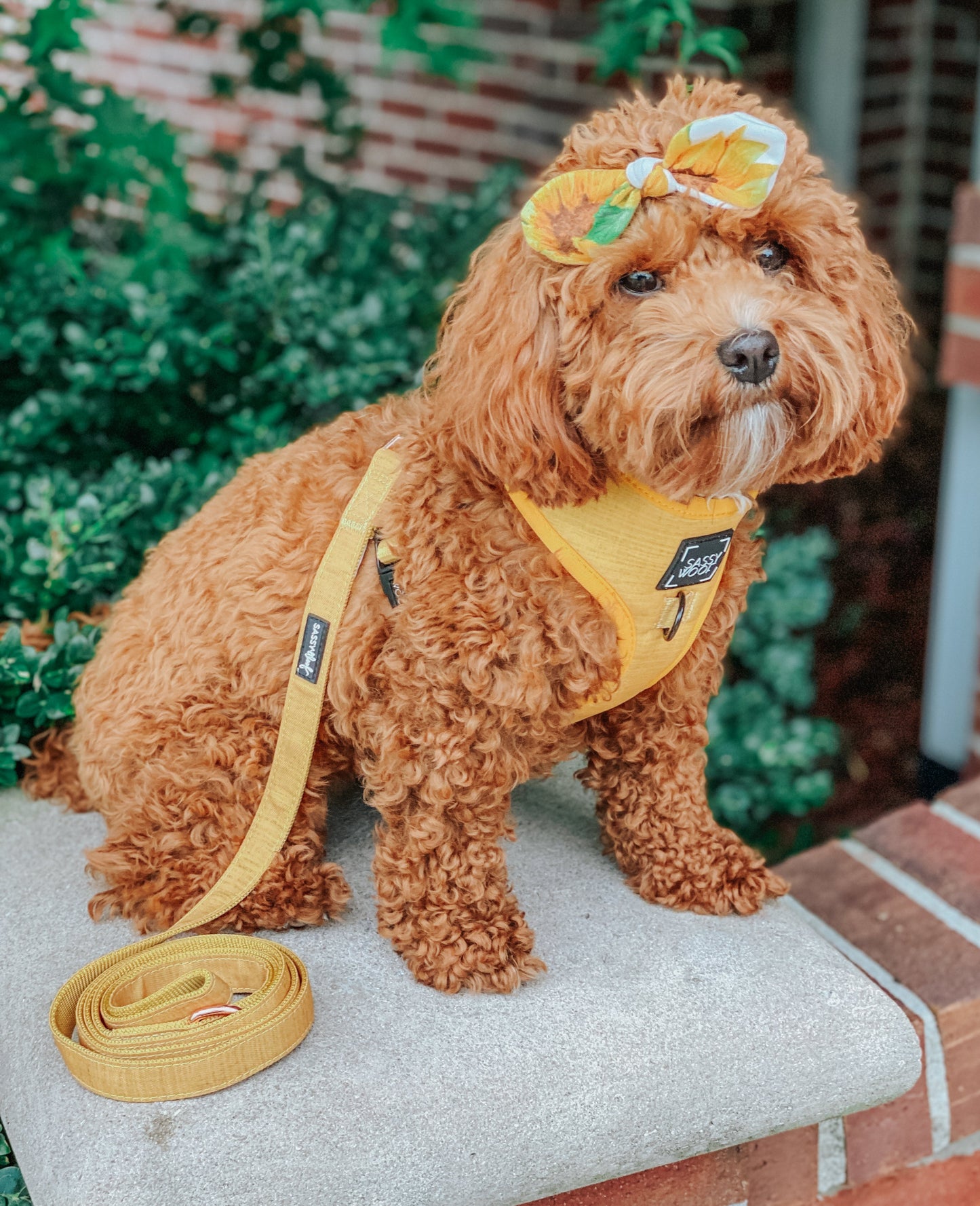 Dog Leash - Sunflower Fields