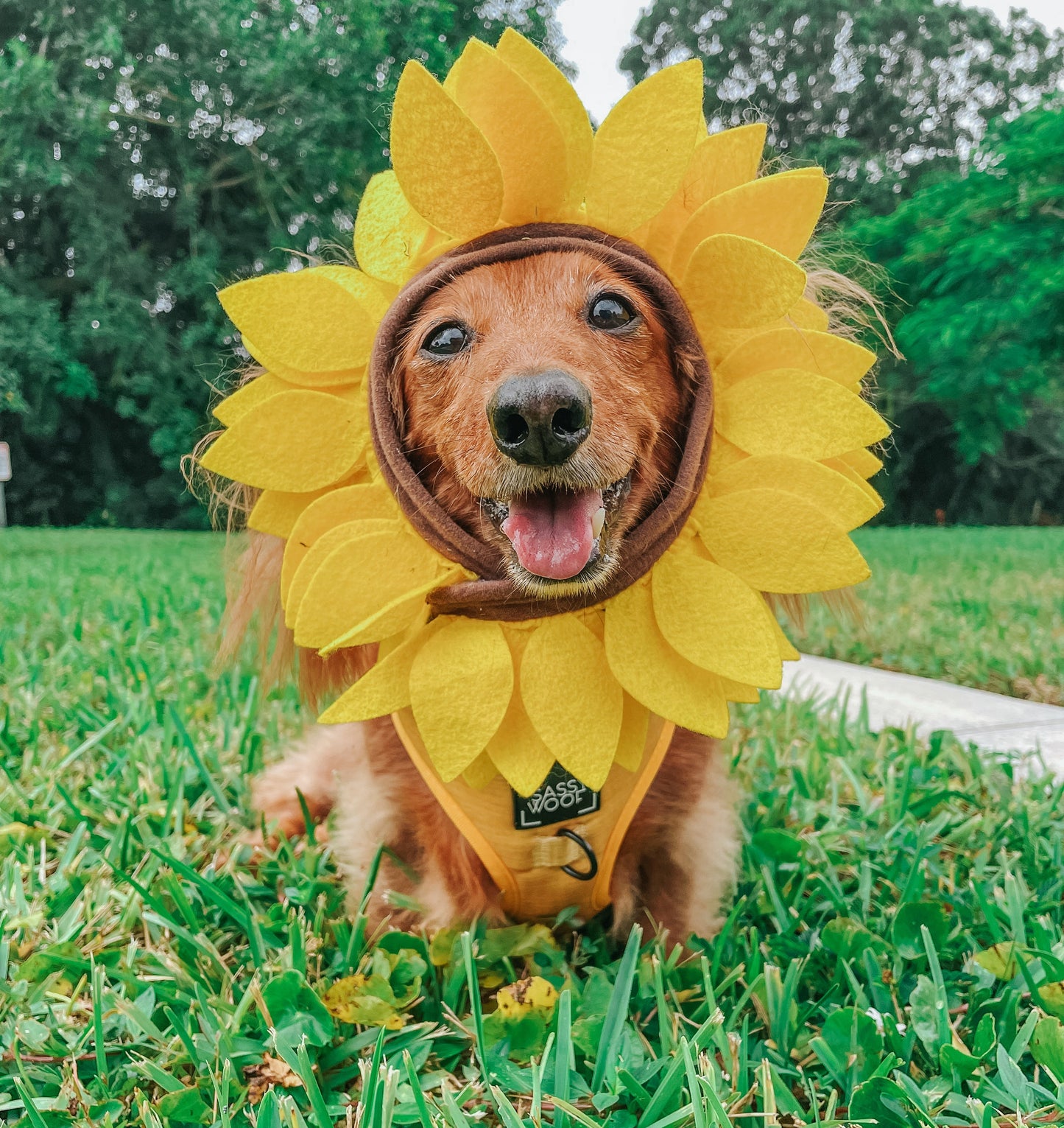 Dog Adjustable Harness - Sunflower Fields