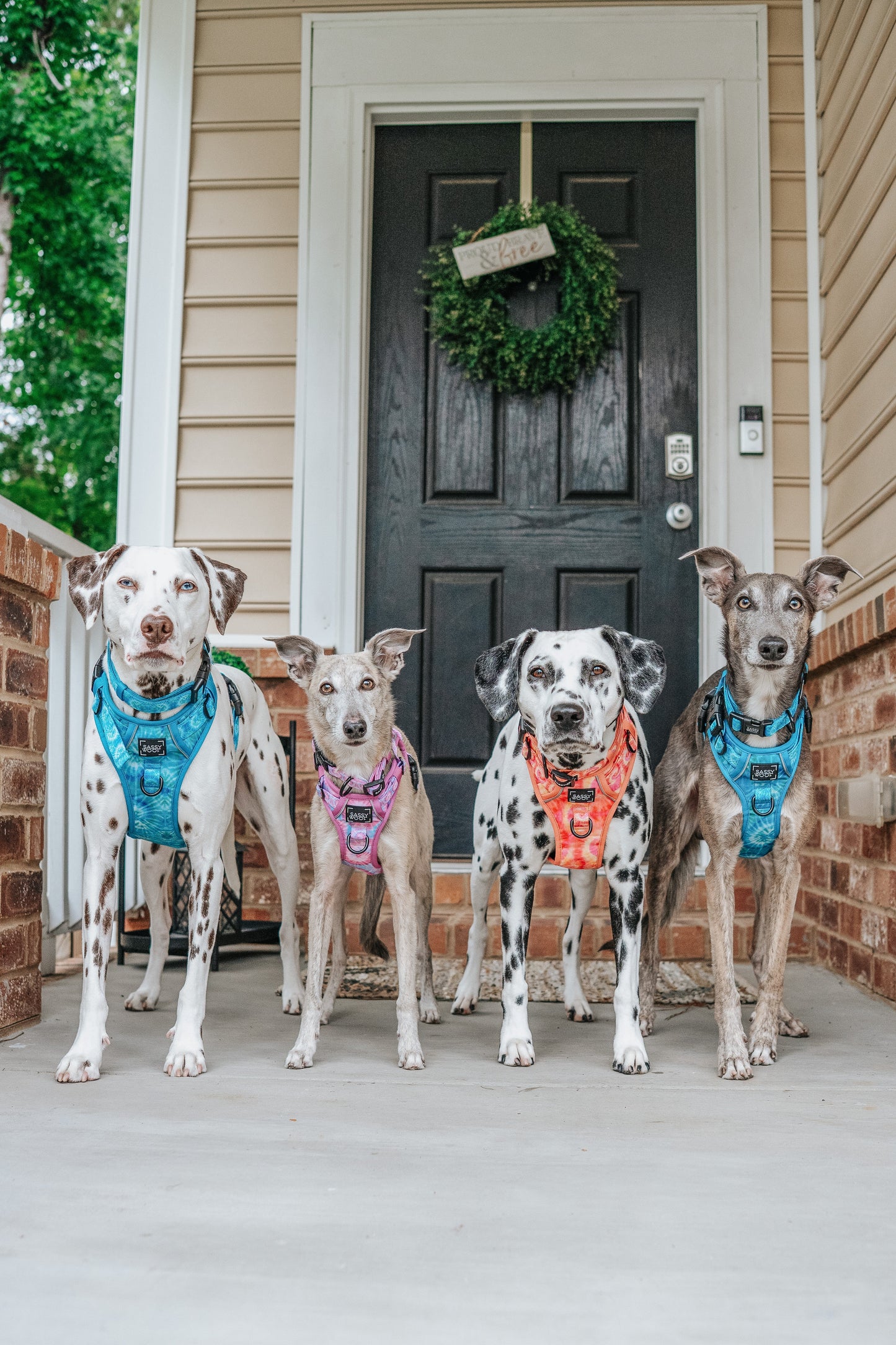 Dog Step-in Harness - Tropical Tides