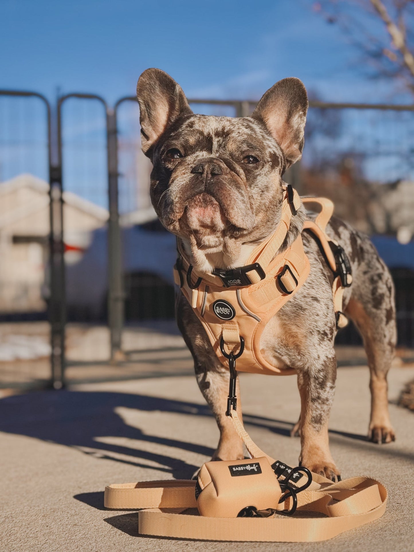 Dog Collar - Daffodil