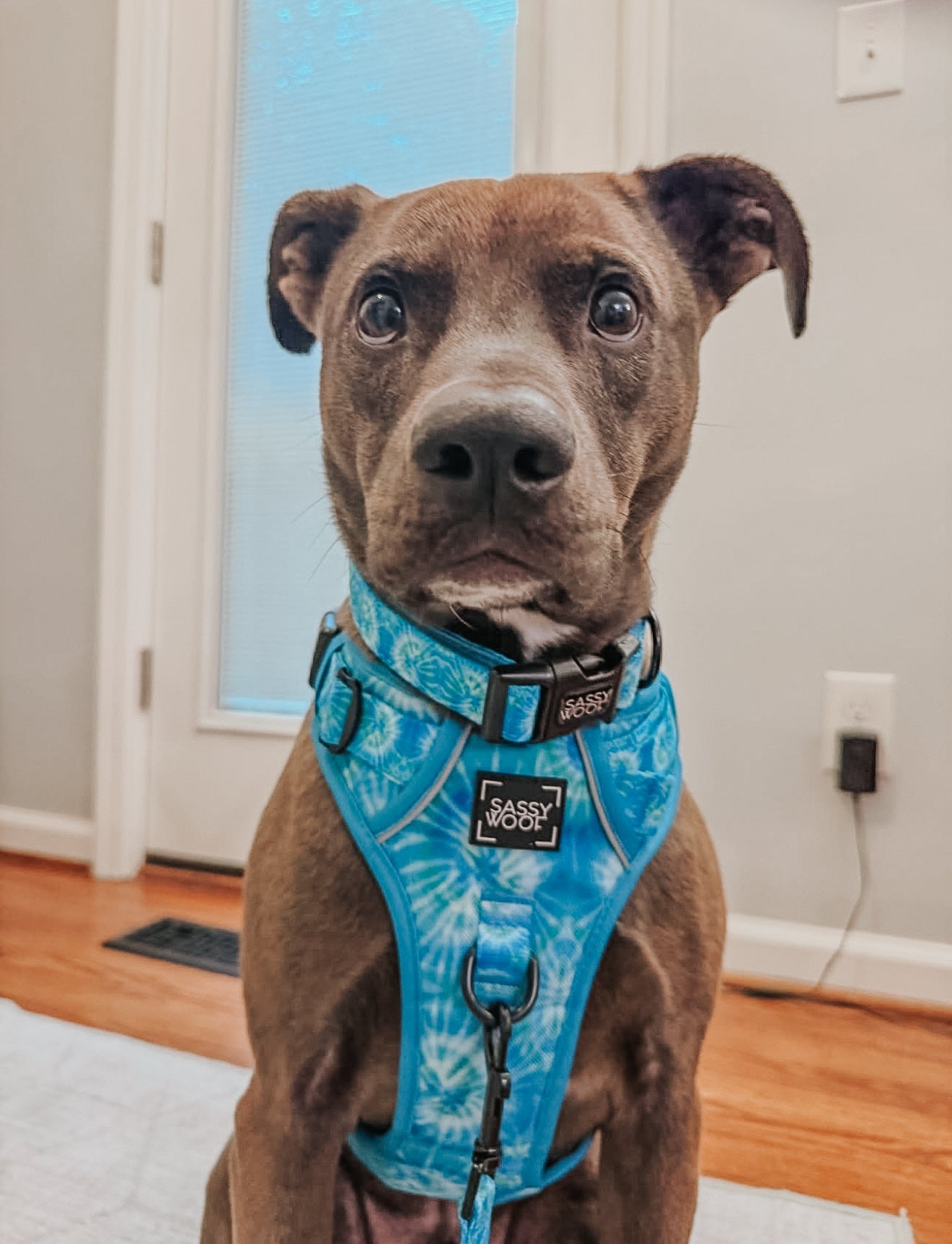 Dog Step-in Harness - Tropical Tides